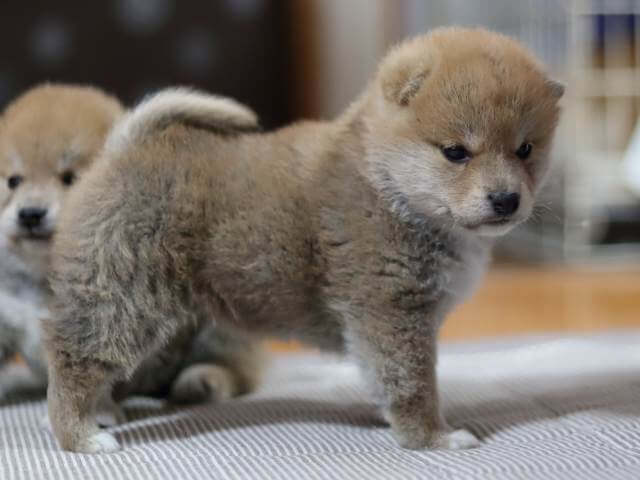 AI5I3478-puppy AI5I3478-puppy