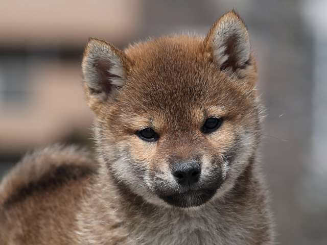 AI5I5472-puppy AI5I5472-puppy