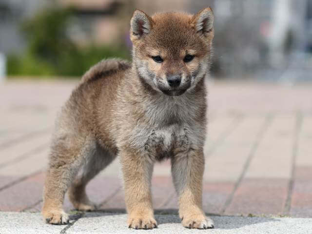 AI5I5482-puppy AI5I5482-puppy