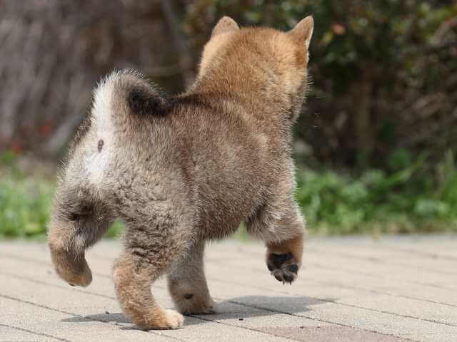 AI5I5499-puppy AI5I5499-puppy