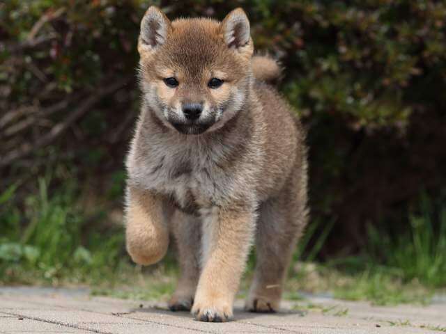 AI5I5516-puppy AI5I5516-puppy