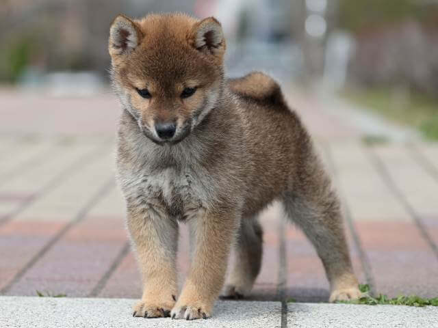 AI5I5575-puppy AI5I5575-puppy