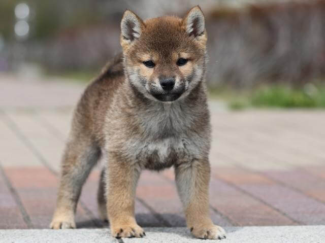 AI5I5600-puppy AI5I5600-puppy