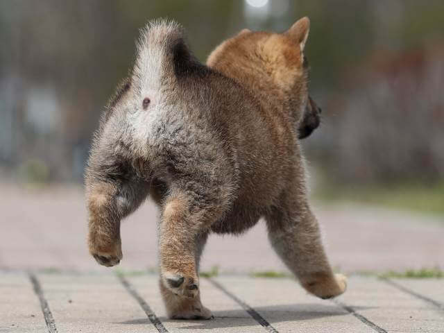 AI5I5670-puppy AI5I5670-puppy
