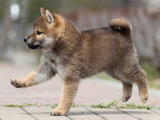 AI5I5680-puppy AI5I5680-puppy