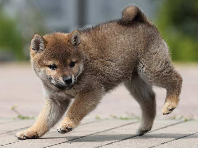 AI5I5692-puppy AI5I5692-puppy