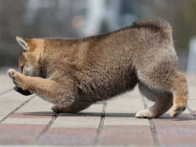 AI5I5722-puppy AI5I5722-puppy