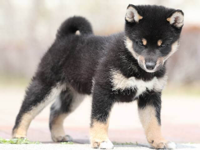 AI5I5768-puppy AI5I5768-puppy