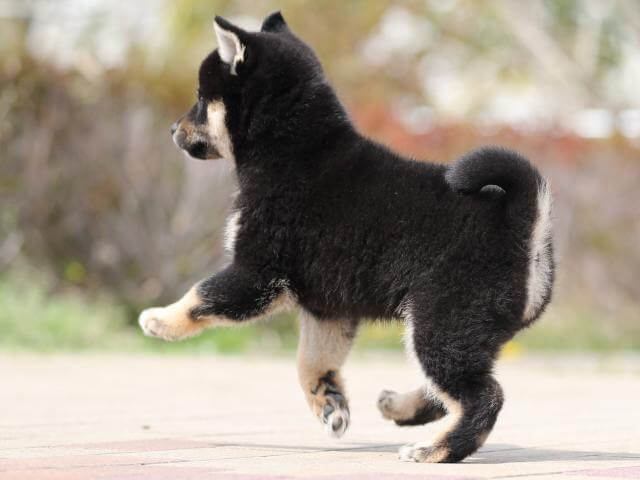 AI5I5800-puppy AI5I5800-puppy