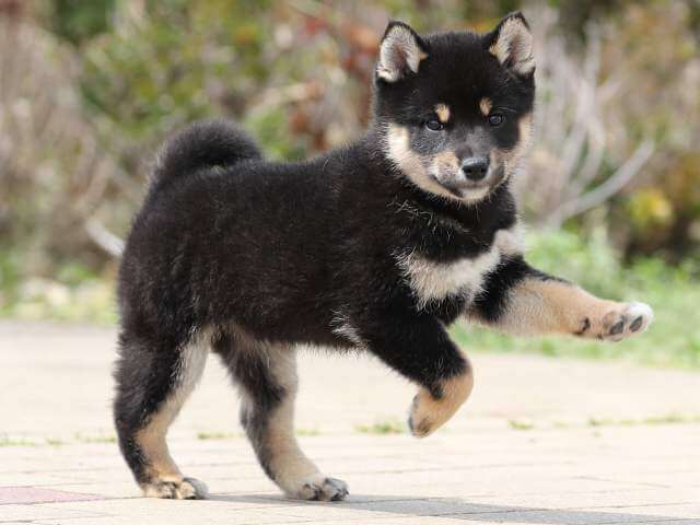 AI5I5832-puppy AI5I5832-puppy
