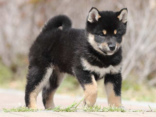 AI5I5932-puppy AI5I5932-puppy