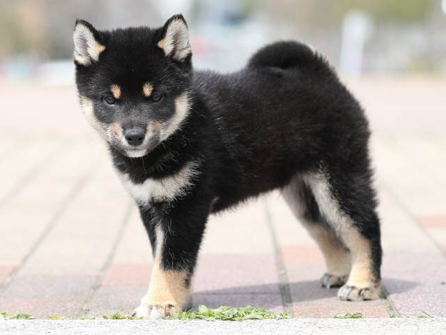 AI5I5941-puppy AI5I5941-puppy