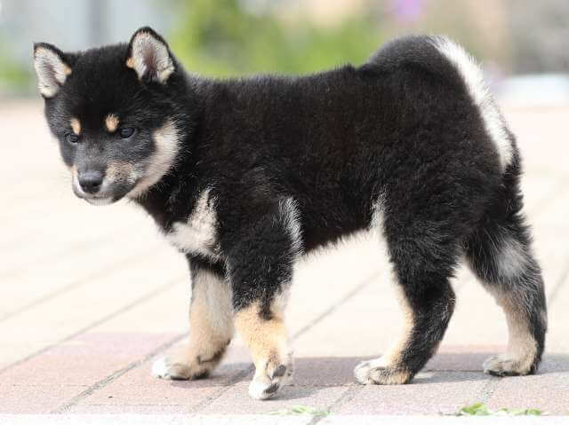 AI5I5948-puppy AI5I5948-puppy