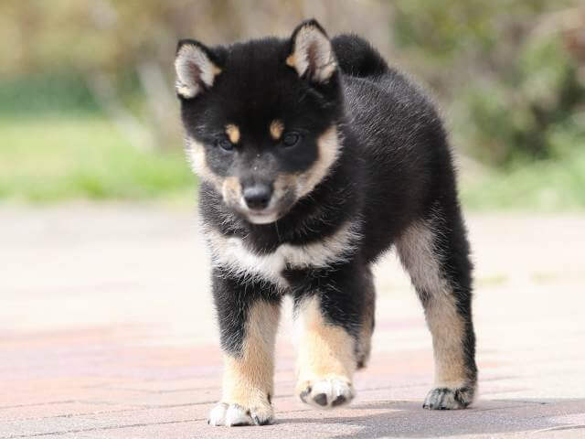 AI5I5963-puppy AI5I5963-puppy