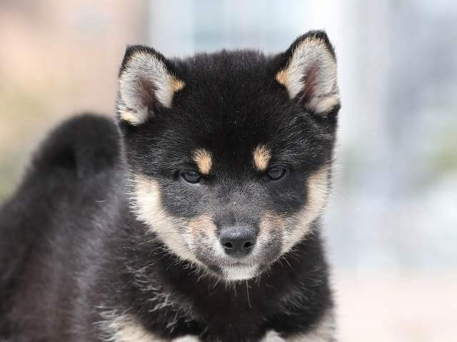 AI5I5981-puppy AI5I5981-puppy