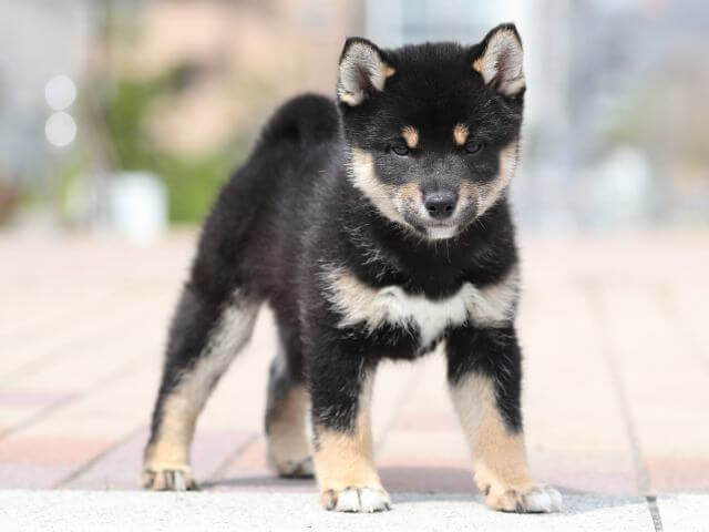 AI5I5983-puppy AI5I5983-puppy
