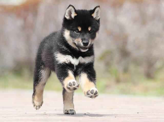 AI5I6043-puppy AI5I6043-puppy