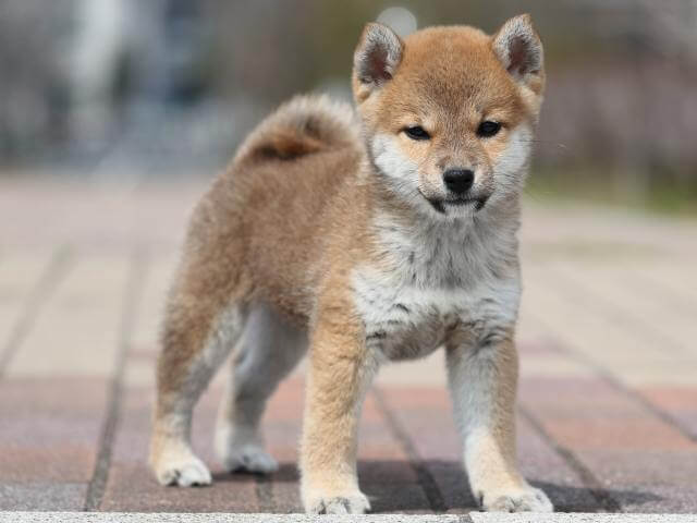 AI5I6077-puppy AI5I6077-puppy