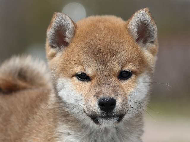 AI5I6079-puppy AI5I6079-puppy