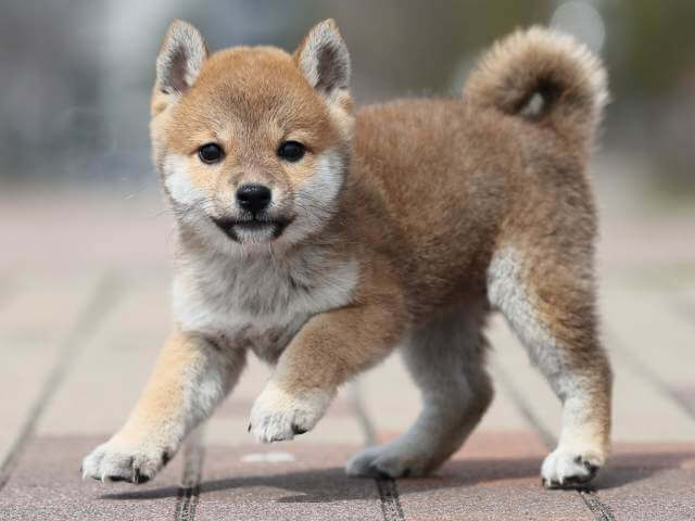 AI5I6092-puppy AI5I6092-puppy