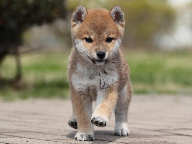 AI5I6128-puppy AI5I6128-puppy