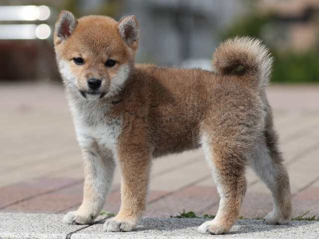 AI5I6145-puppy AI5I6145-puppy
