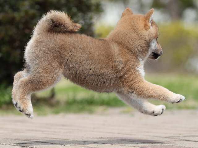 AI5I6189-puppy AI5I6189-puppy