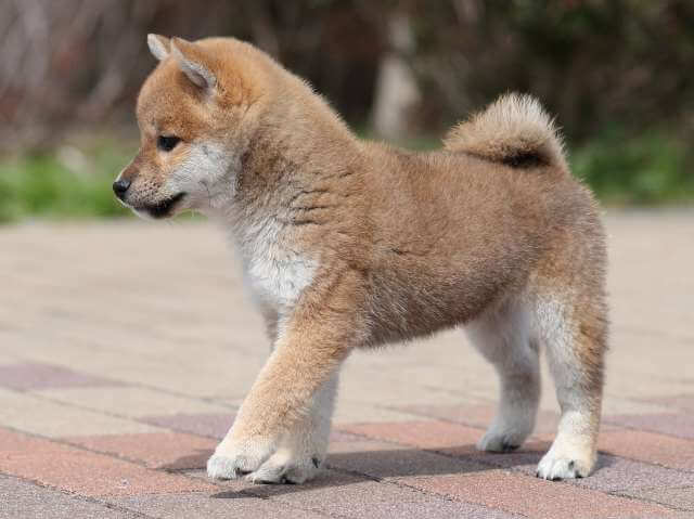 AI5I6229-puppy AI5I6229-puppy