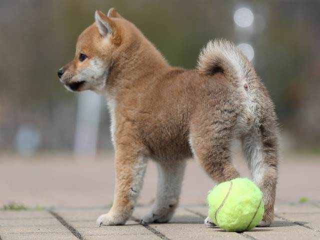 AI5I6278-puppy AI5I6278-puppy
