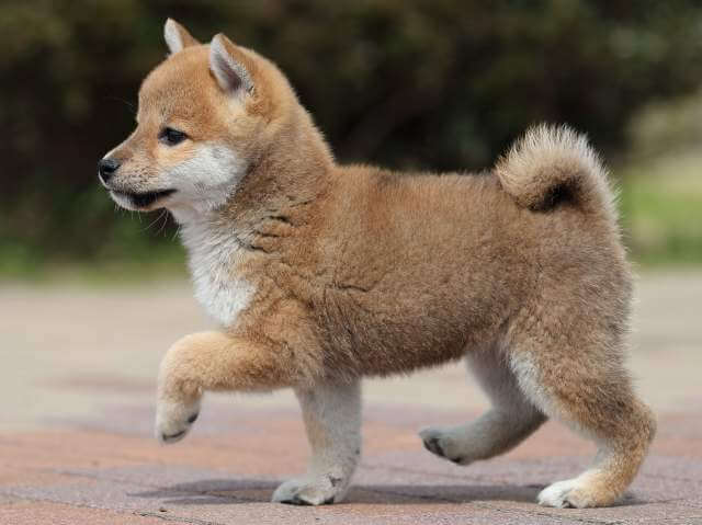 AI5I6320-puppy AI5I6320-puppy