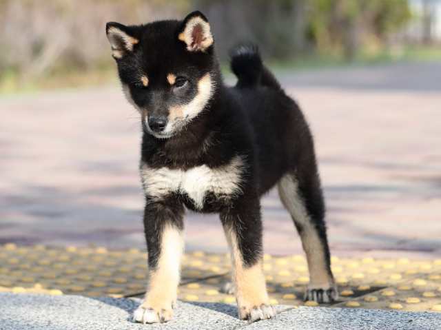 AI5I6363-3354puppy AI5I6363-3354puppy