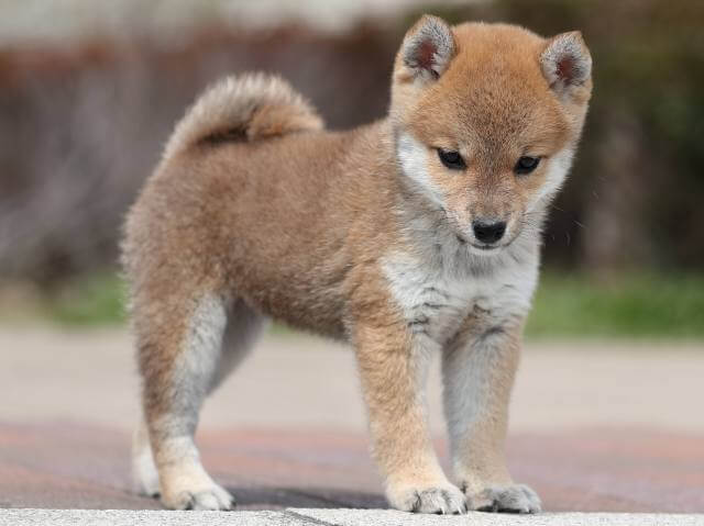 AI5I6372-puppy AI5I6372-puppy
