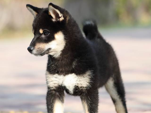 AI5I6376-3354puppy AI5I6376-3354puppy