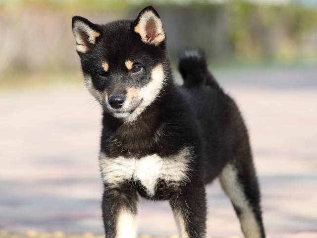 AI5I6379-3354puppy AI5I6379-3354puppy