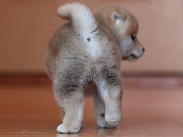 AI5I6384-3351puppy AI5I6384-3351puppy