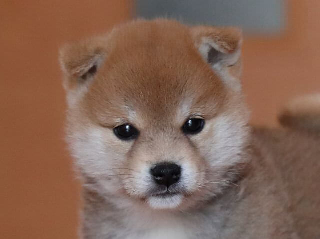AI5I6398-3351puppy AI5I6398-3351puppy