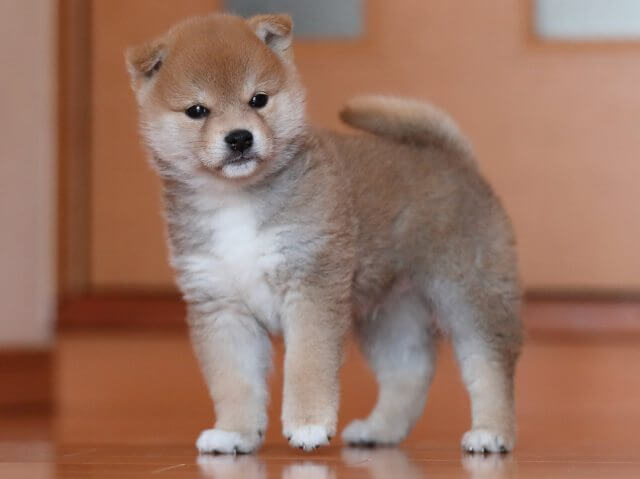 AI5I6414-3351puppy AI5I6414-3351puppy