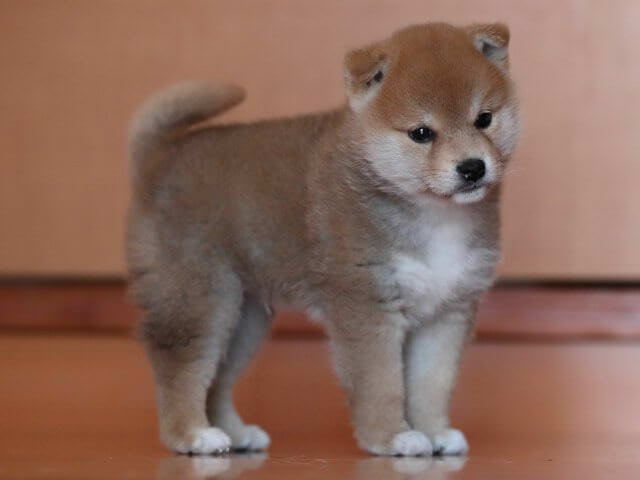 AI5I6432-3351puppy AI5I6432-3351puppy