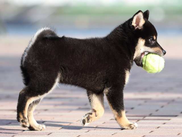 AI5I6484-3354puppy AI5I6484-3354puppy
