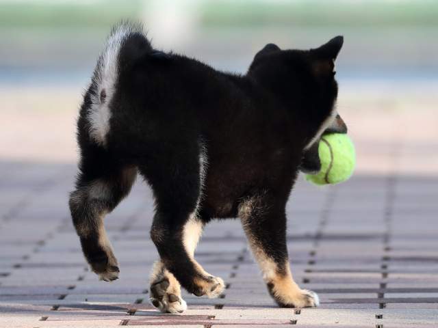 AI5I6490-3354puppy AI5I6490-3354puppy