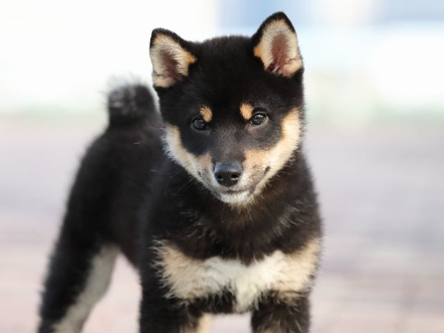 AI5I6502-3354puppy AI5I6502-3354puppy