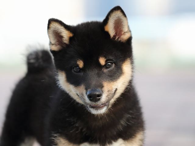 AI5I6503-3354puppy AI5I6503-3354puppy