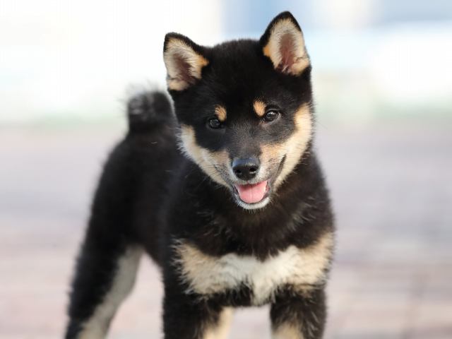 AI5I6504-3354puppy AI5I6504-3354puppy