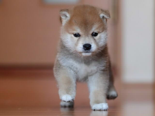 AI5I6513-3352puppy AI5I6513-3352puppy