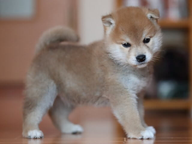AI5I6531-3352puppy AI5I6531-3352puppy