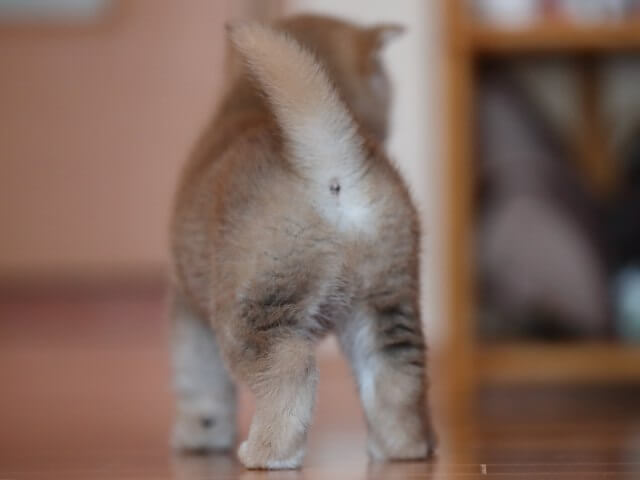 AI5I6547-3352puppy AI5I6547-3352puppy