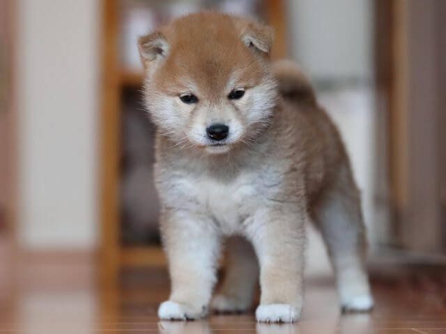 AI5I6604-3352puppy AI5I6604-3352puppy