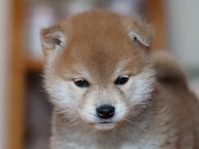 AI5I6605-3352puppy AI5I6605-3352puppy