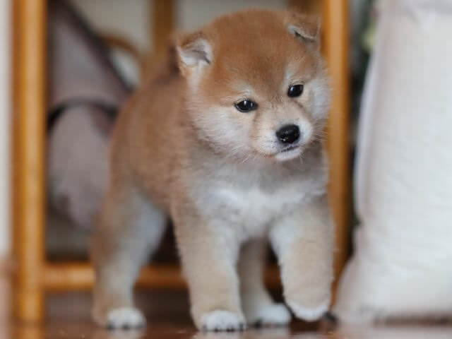 AI5I6645-3352puppy AI5I6645-3352puppy