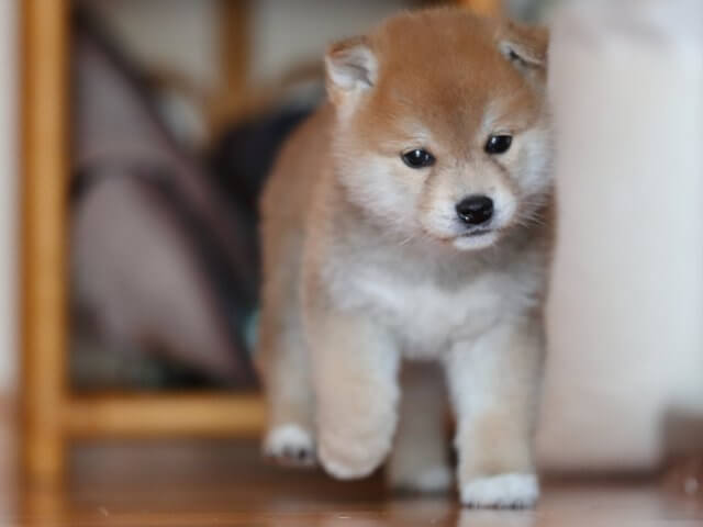 AI5I6655-3352puppy AI5I6655-3352puppy
